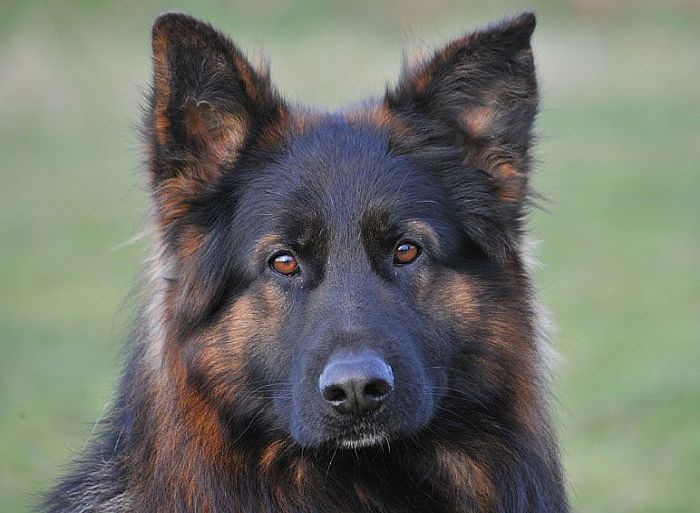 Trained Family Protection Dog (Sold) - Bilko