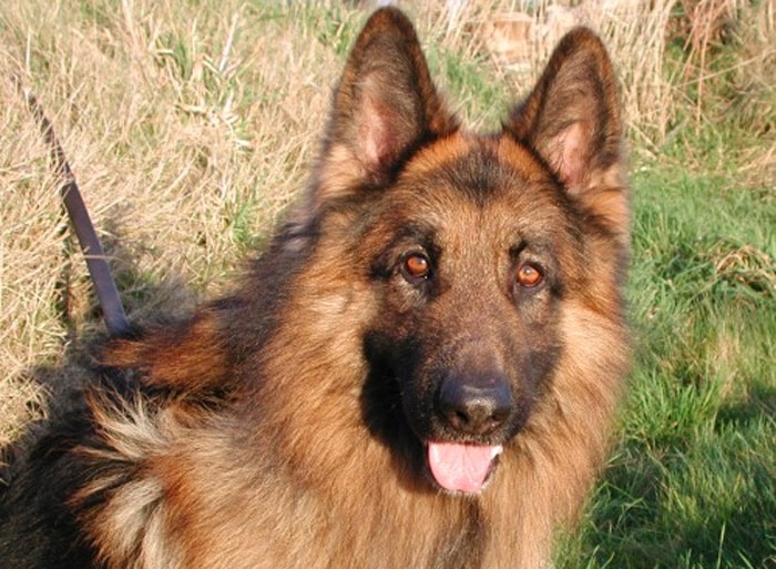 Trained Family Protection Dog (Sold) - Billy
