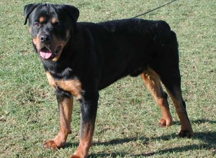 Trained Personal Protection Dog (Sold) – Blade