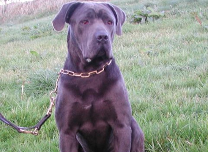 Trained Family Protection Dog (Sold) - Blaine