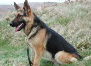Trained Family Protection Dog (Sold) - Blakey