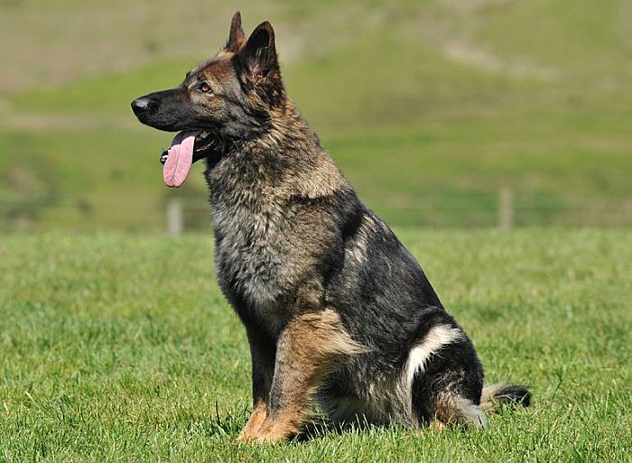 Trained Family Protection Dog (Sold) - Blitz
