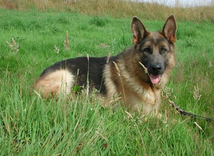 Trained Family Protection Dog (Sold) - Blue