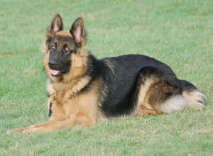 Trained Family Protection Dog (Sold) - Bob
