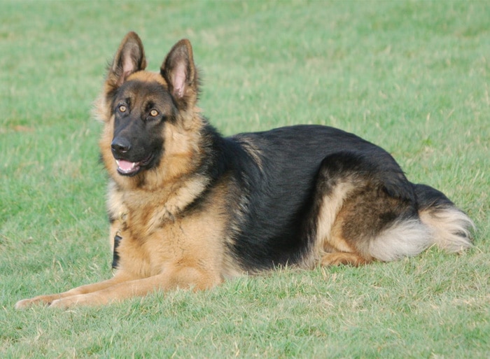 Trained Family Protection Dog (Sold) - Bob