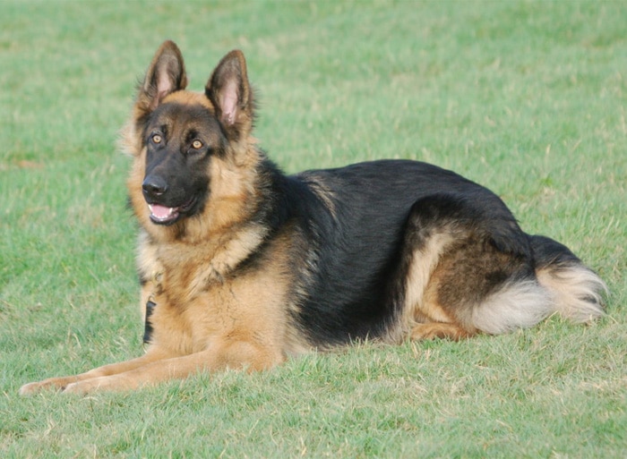 Trained Family Protection Dog (Sold) – Bob