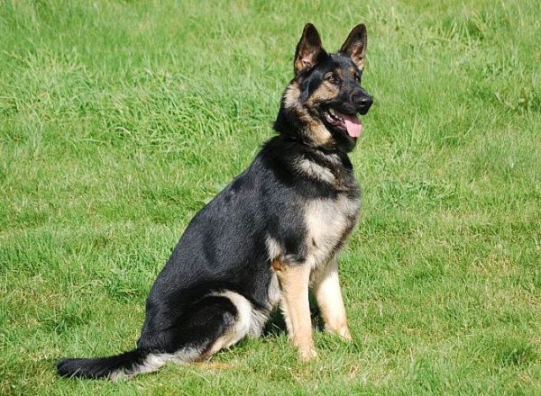 Trained Family Protection Dog (Sold) - Bodie