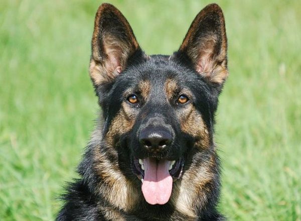 Trained Family Protection Dog (Sold) - Bodie