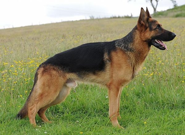 Trained Family Protection Dog (Sold) - Bodo