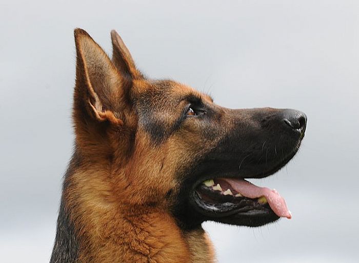 Trained Family Protection Dog (Sold) - Bodo
