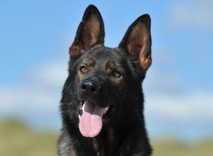 Trained Family Protection Dog (Sold) - Bond