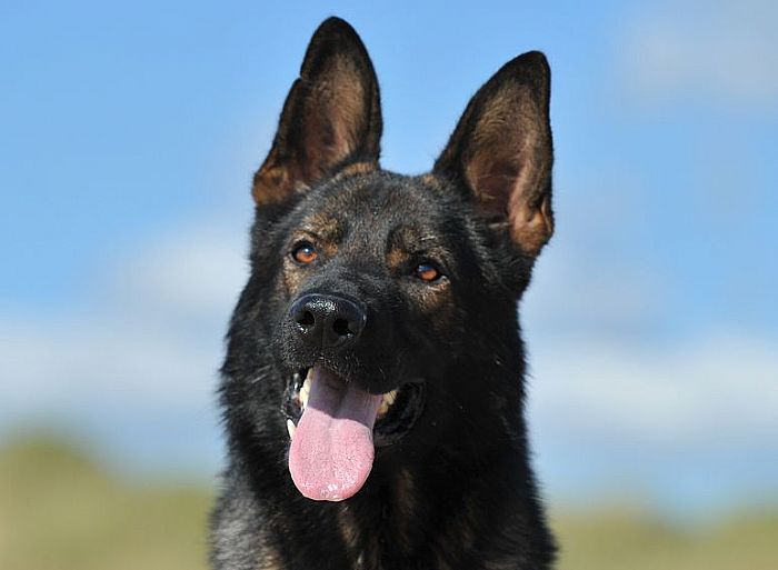 Trained Family Protection Dog (Sold) - Bond