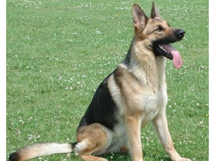 Trained Family Protection Dog (Sold) - Bonnie
