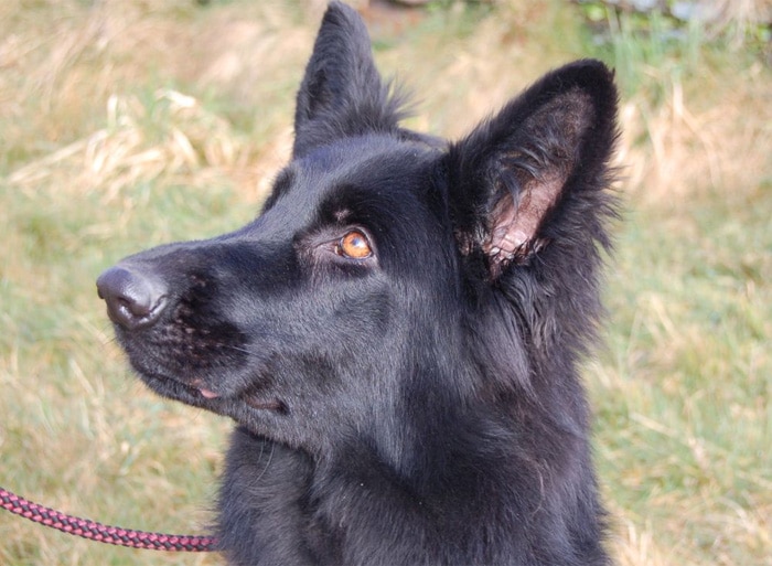 Trained Personal Protection Dog (Sold) – Bonnie