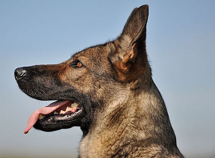 Trained Family Protection Dog (Sold) - Bonnie