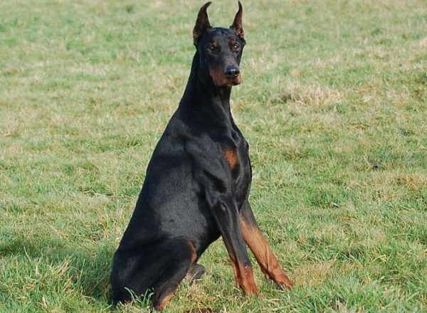 Trained Family Protection Dog (Sold) - Bono