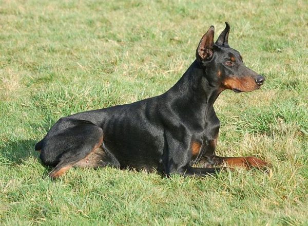 Trained Family Protection Dog (Sold) - Bono