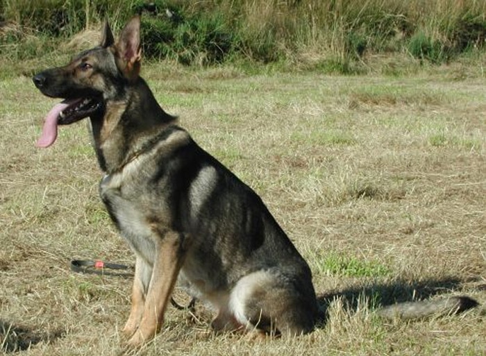 Trained Family Protection Dog (Sold) - Bono