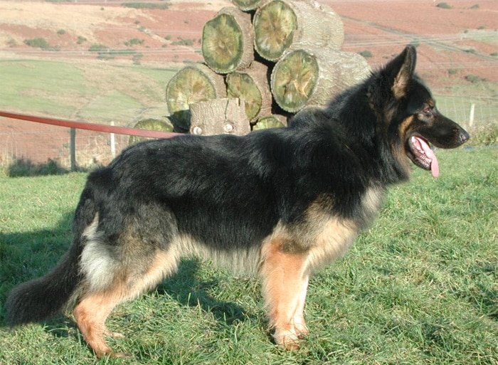 Trained Family Protection Dog (Sold) – Boss