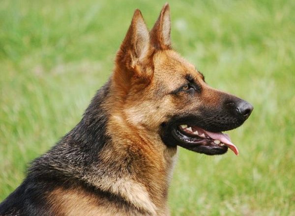 Trained Family Protection Dog (Sold) - Bracken