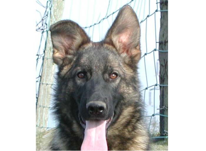 Trained Family Protection Dog (Sold) – Bravo