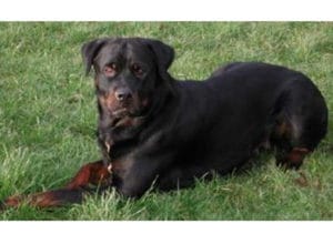 Trained Family Protection Dog (Sold) - Breeze