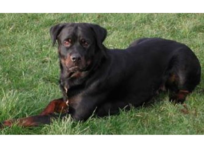 Trained Family Protection Dog (Sold) – Breeze