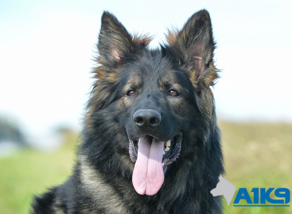 Trained Family Protection Dog (Sold) – Breguet