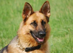 Trained Family Protection Dog (Sold) - Bren