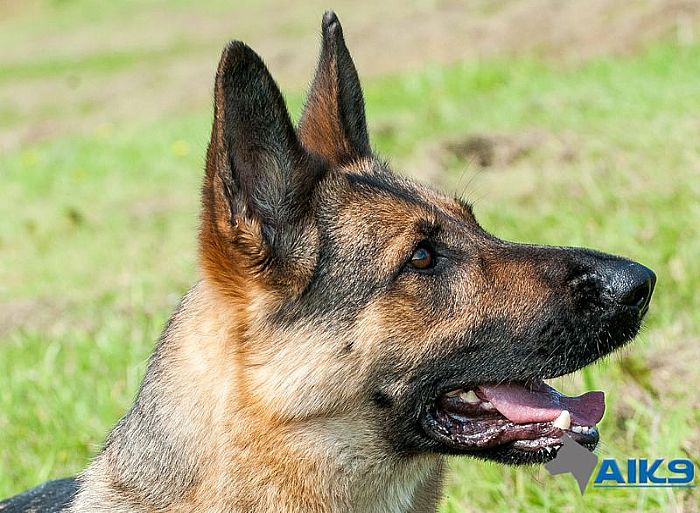 Trained Family Protection Dog (Sold) - Brixi