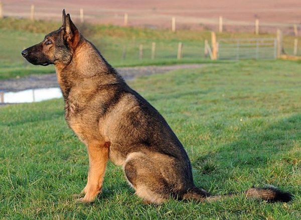 Trained Family Protection Dog (Sold) - Brixo