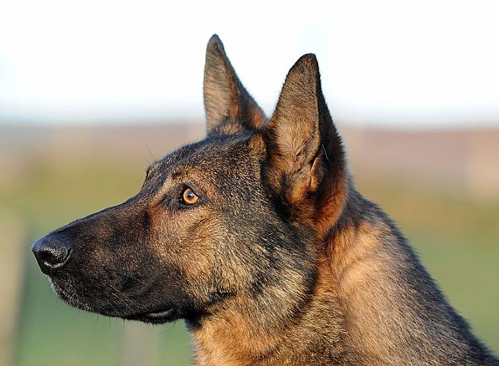 Trained Family Protection Dog (Sold) - Brixo