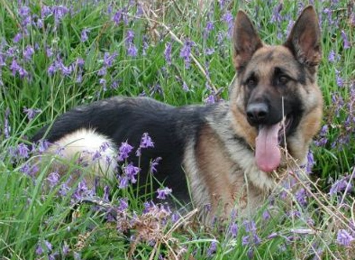 Trained Family Protection Dog (Sold) - Brodie
