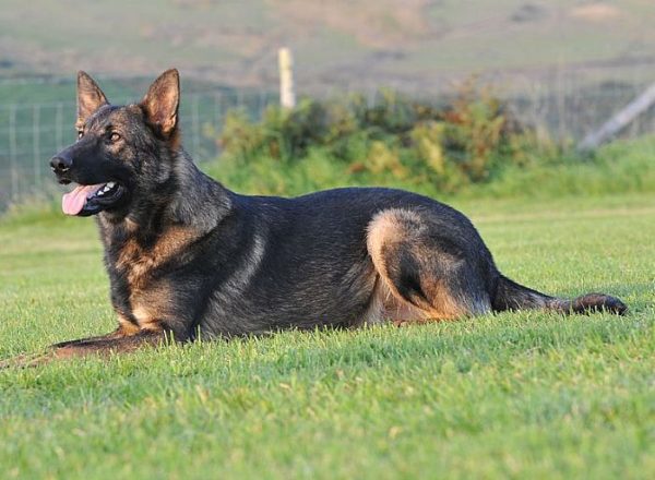 Trained Family Protection Dog (Sold) - Brogan