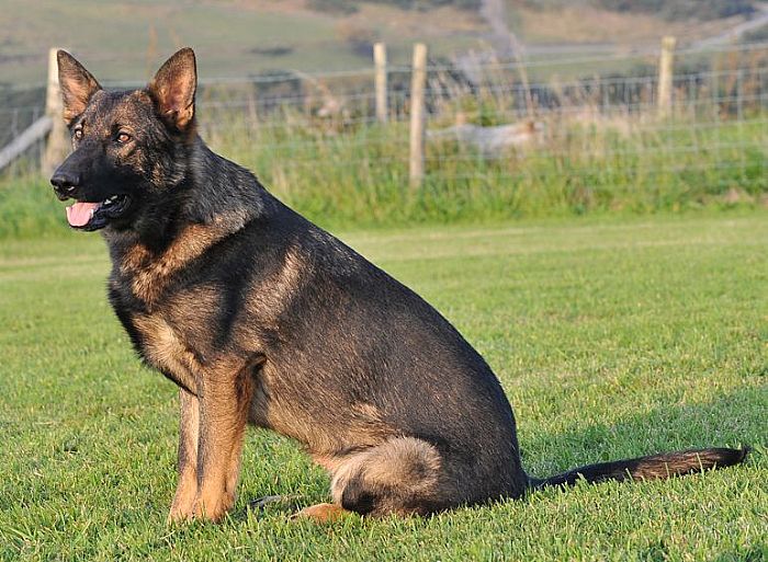 Trained Family Protection Dog (Sold) - Brogan