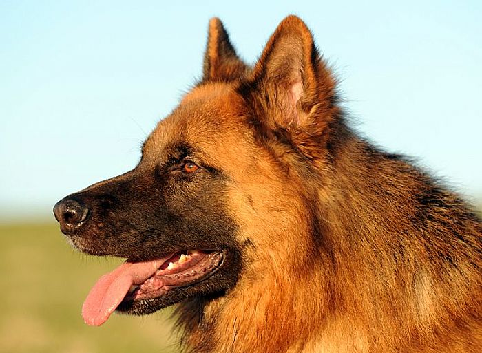 Trained Family Protection Dog (Sold) - Bruno