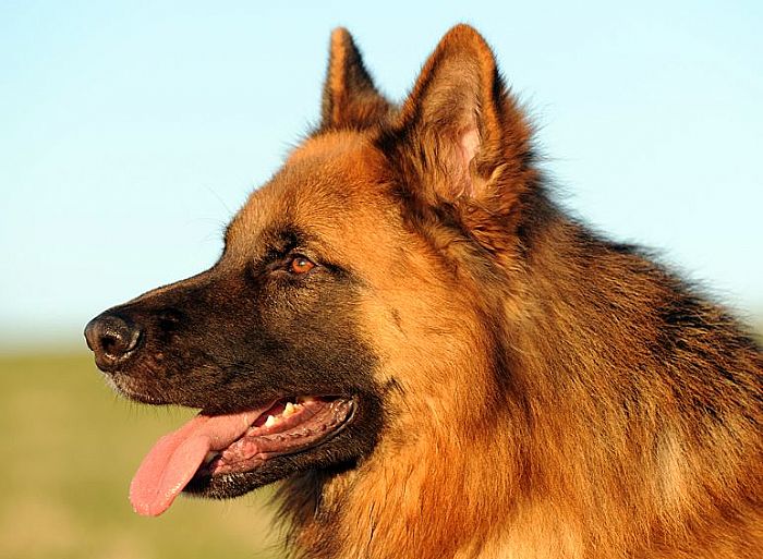 Trained Protection Dog (Sold) – Bruno