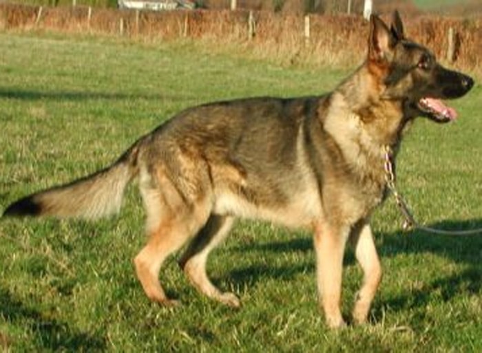 Trained Family Protection Dog (Sold) - Bruno