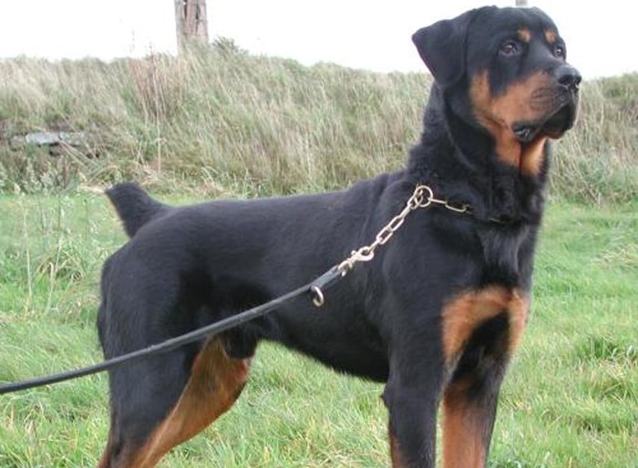 Trained Family Protection Dog (Sold) - Bruno