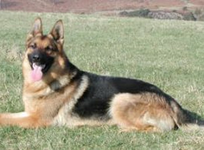 Trained Family Protection Dog (Sold) - Buck