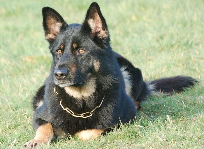 Trained Family Protection Dog (Sold) – Bud