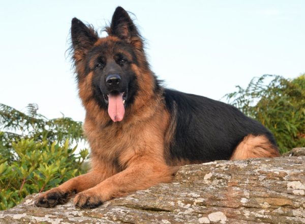 Trained Family Protection Dog (Sold) - Buddy