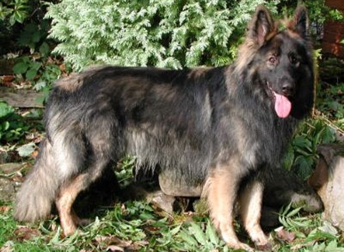 Trained Family Protection Dog (Sold) - Buddy