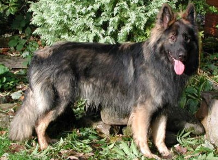 Trained Family Protection Dog (Sold) – Buddy