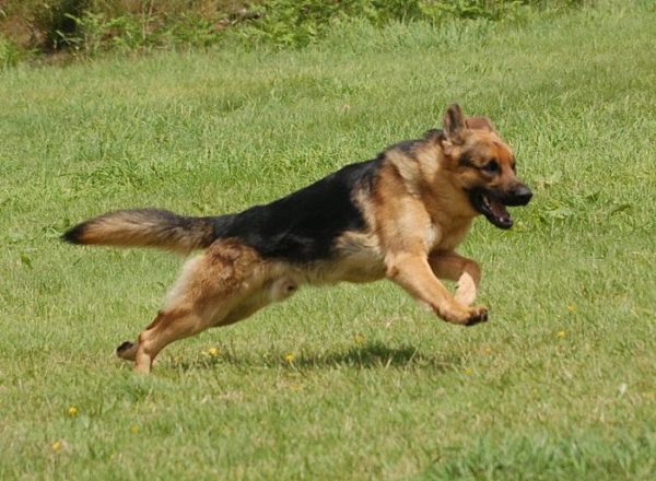 Trained Family Protection Dog (Sold) - Buster