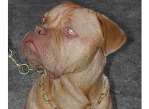 Trained Family Protection Dog (Sold) - Buster