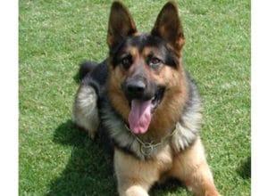 Trained Family Protection Dog (Sold) - Caeser