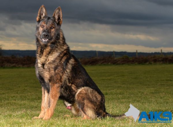 Trained Family Protection Dog (Sold) - Tsar