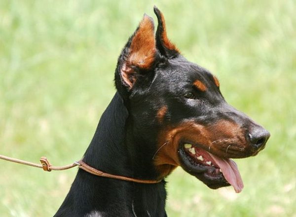 Trained Family Protection Dog (Sold) - Tyrass
