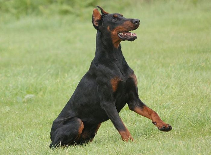 Trained Family Protection Dog (Sold) - Tyrass